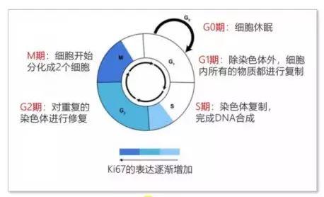 肿瘤的恶性程度和复发的可能性有多大？学会先看懂这3个指标