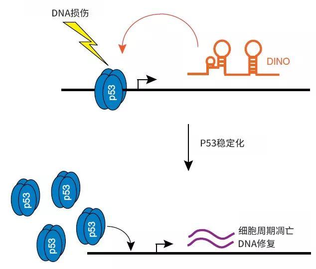 肿瘤的恶性程度和复发的可能性有多大？学会先看懂这3个指标