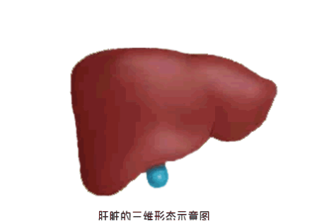 肝脏