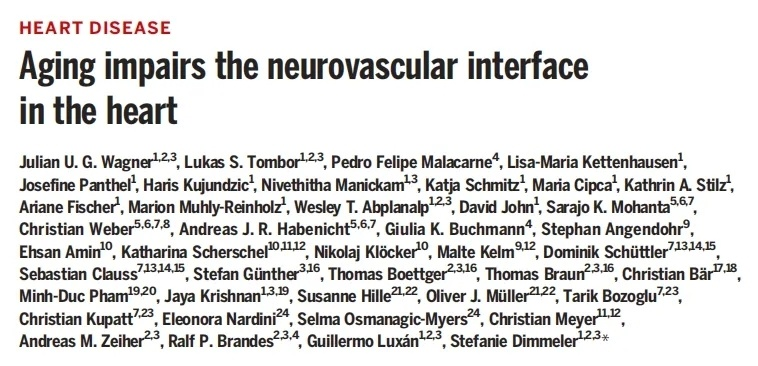 心脏的神经支配随着年龄的增长而减弱