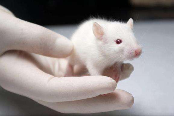 与年轻小鼠连接的年老小鼠平均比与其他年老小鼠连接的年老小鼠多活了6周，即延长了约5%的寿命